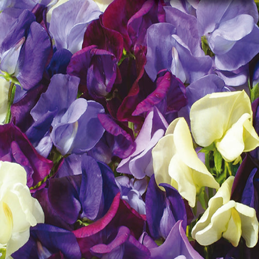 A close-up of Sweet Pea Ocean Foam seeds showcasing their flowers in shades of blue, cream, and purple.