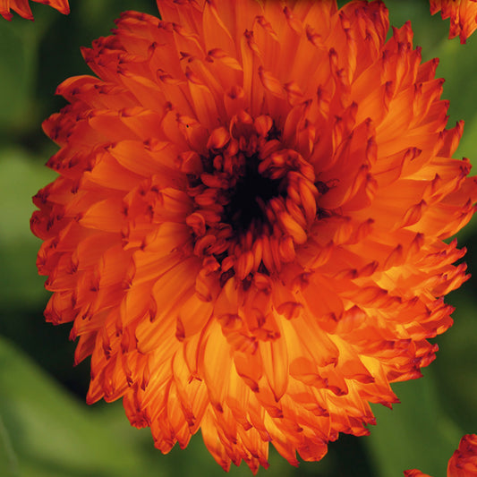 Close-up image of an orange calendula flower with rounded petals and a dark center.