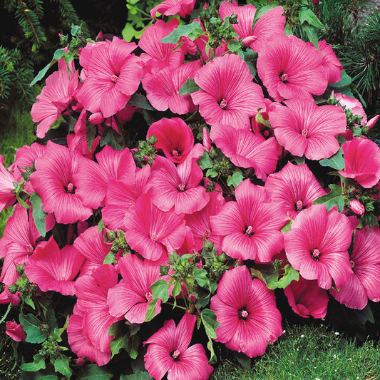 A cluster of vibrant hot pink Lavatera flowers in full bloom.