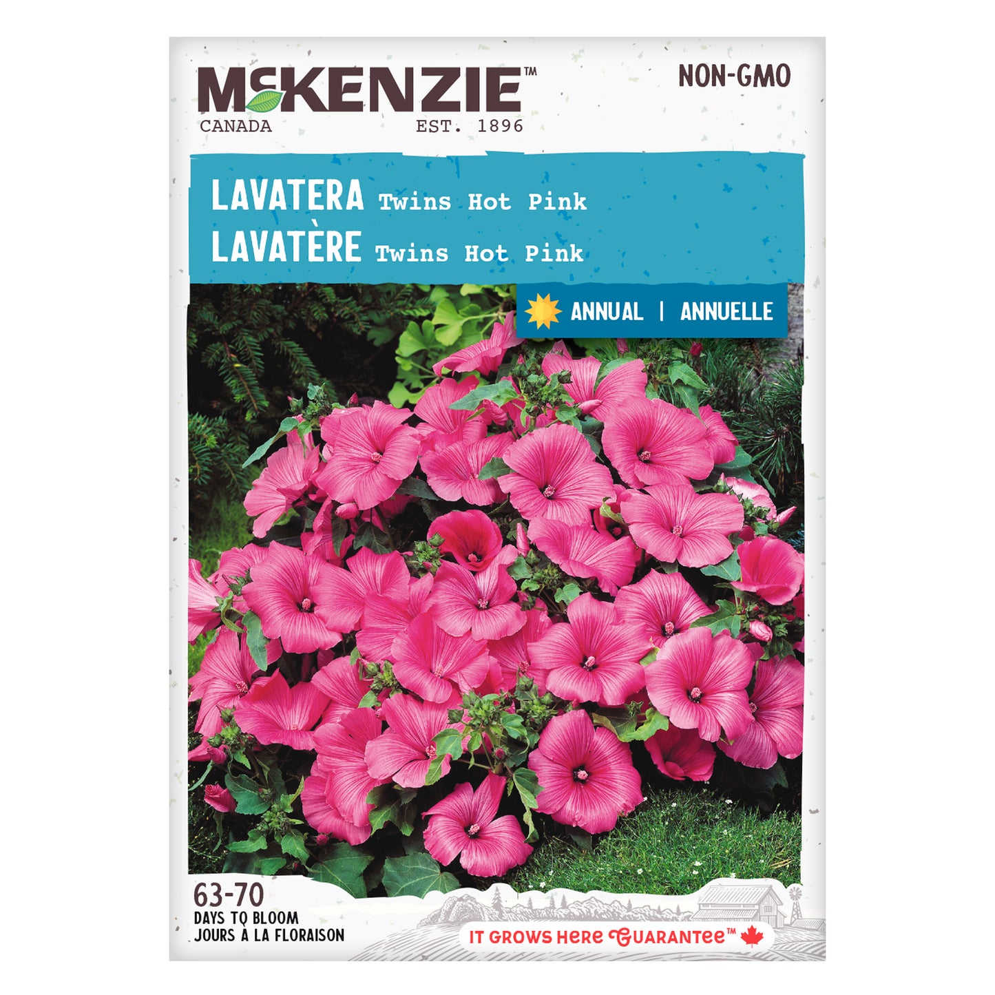Lavatera, Twins Hot Pink Seeds