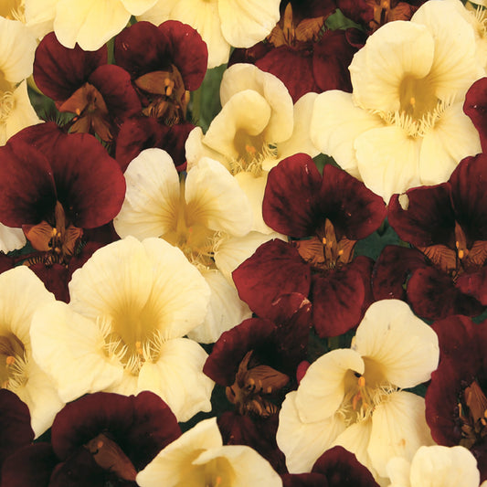 A close-up of Nasturtium flowers with pale ivory-yellow blooms and mahogany coloring.