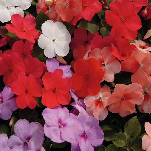 A variety of Impatiens flowers with Tropical Fizz Hybrid Seeds, displaying colors such as pink, lavender, salmon, red, orange, and white.