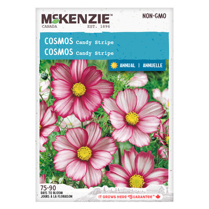 Cosmos, Candy Stripe Seeds
