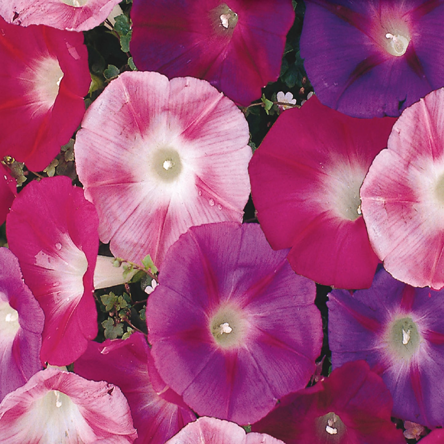 morning glory mix seeds Morning Glory Seeds, Early Call Mixed