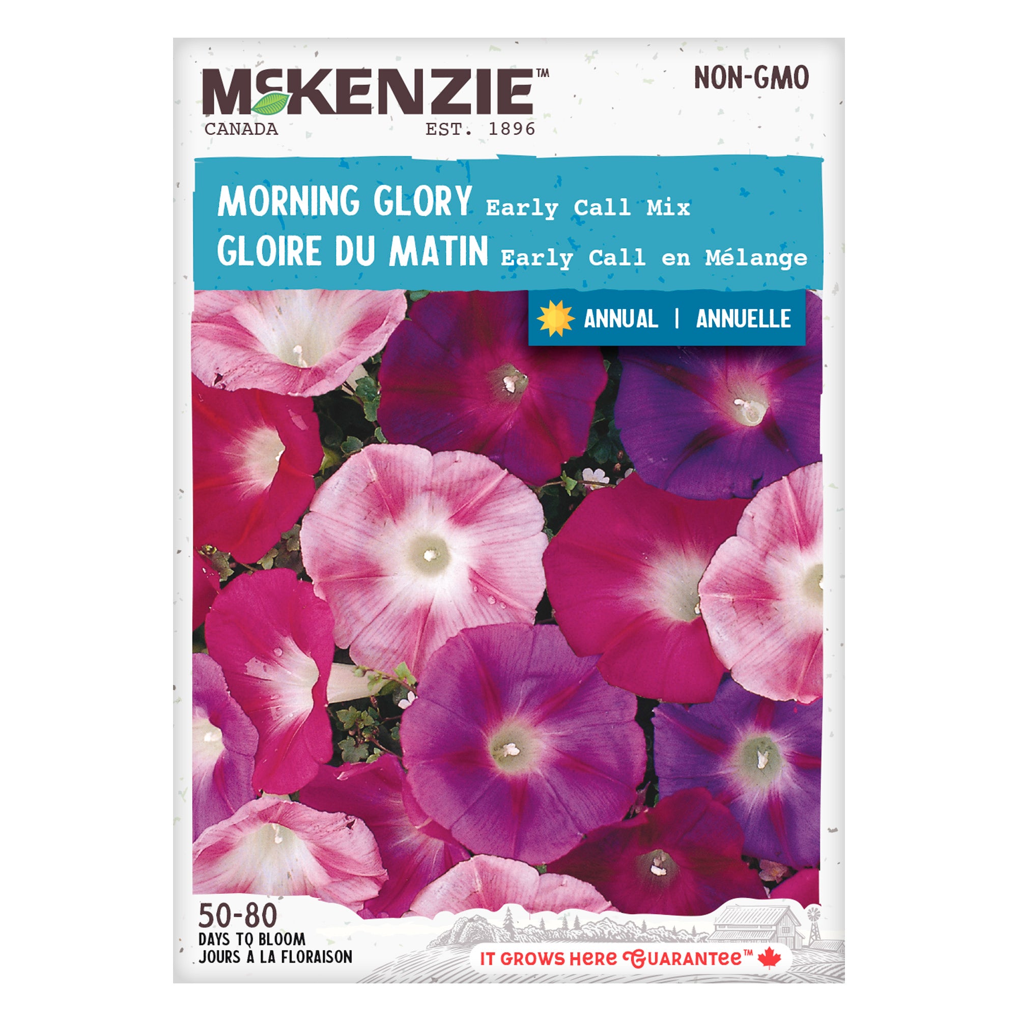 Morning Glory Seeds, Early Call Mixed | McKenzie Seeds