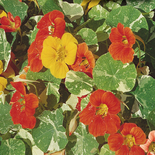 A colorful array of nasturtium flowers with bi-color foliage and vibrant single blooms in orange, yellow, and red.