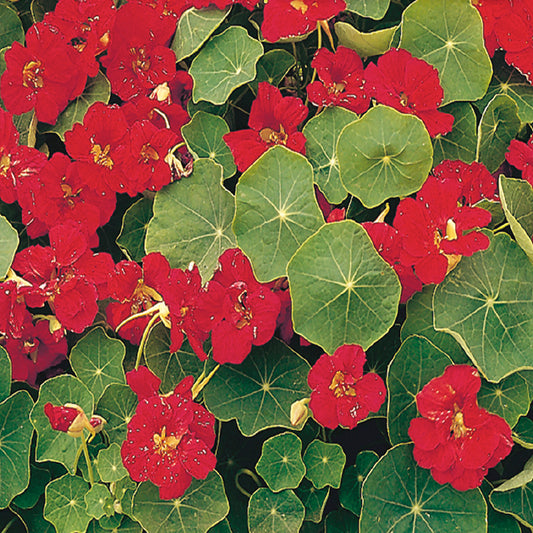 A cluster of red Nasturtium flowers with green leaves.