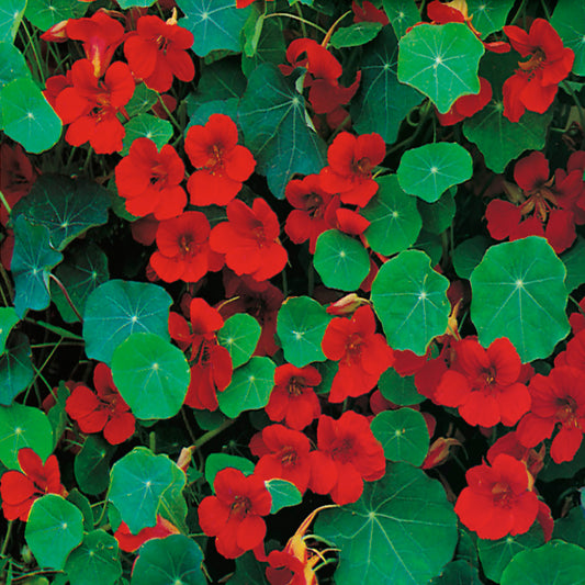 A garden bed with vibrant red Nasturtium flowers and blue-green foliage.