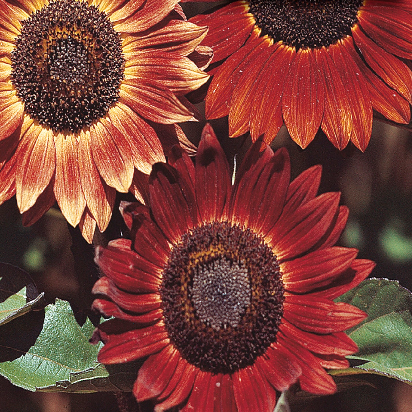 Sunflower Seeds, Evening Sun