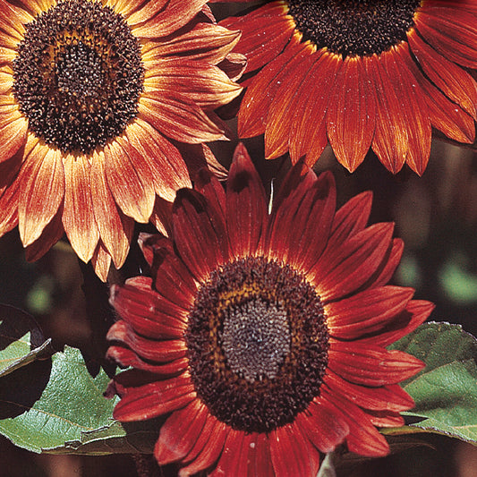A close-up image of sunflowers with petals that have shades of yellow, mahogany, and red, resembling a sunset.