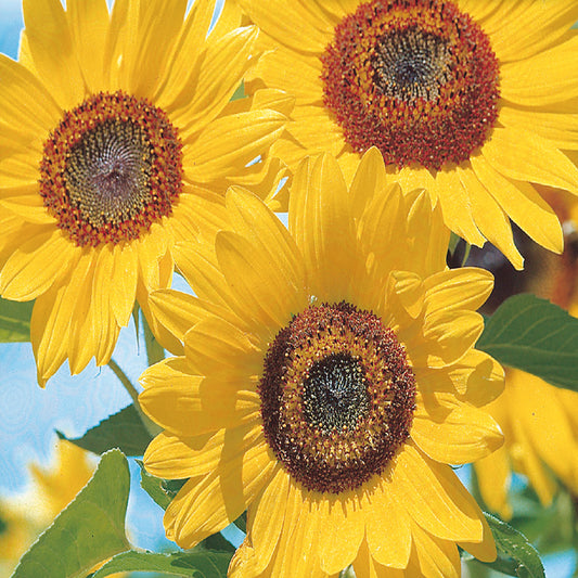 Close-up image of three sunflowers with golden yellow petals and dark centers.