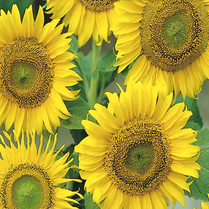 bulk giant sunflower seeds for planting Buy Sunflower Large Seeded Tall Flower Seed