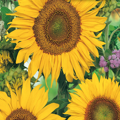 Sunflower Seeds, Sunspot