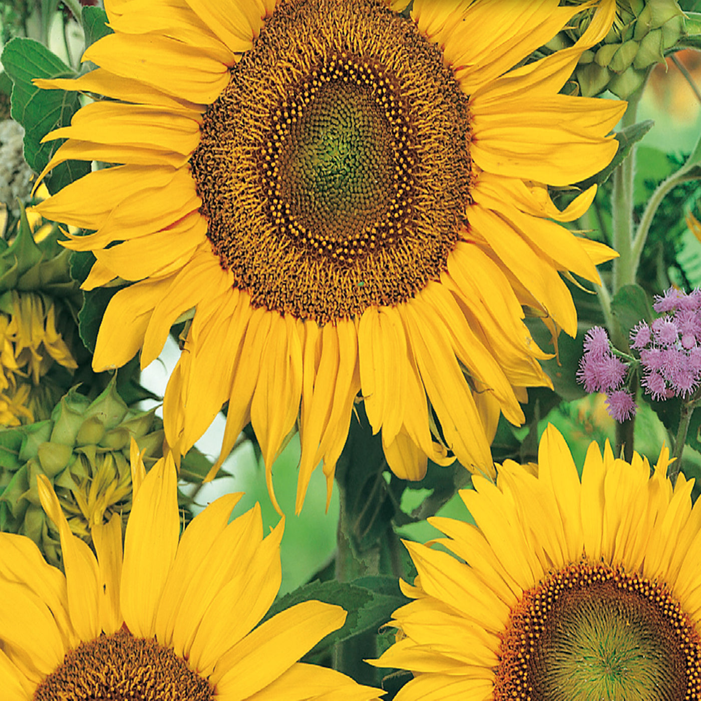 Sunflower Seeds, Sunspot – McKenzie Seeds