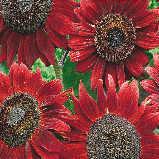 A close-up image of velvet queen sunflowers with dark crimson petals and a black center with traces of gold and yellow.