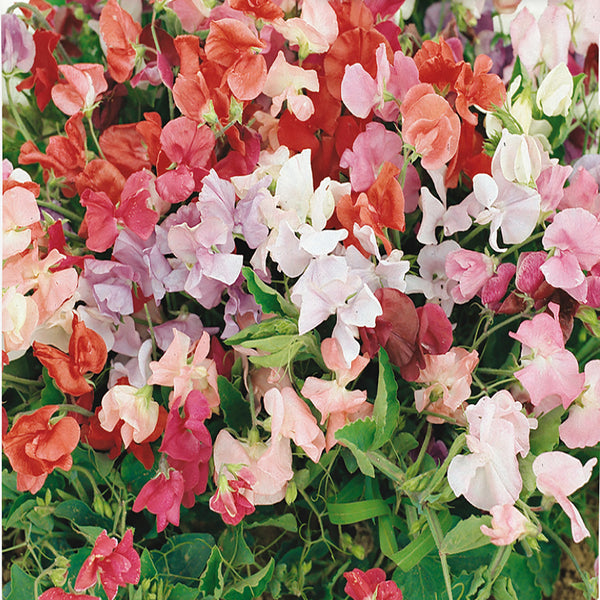 Buy Sweet Pea Little Sweetheart Mix Flower Seed | McKenzie Seeds
