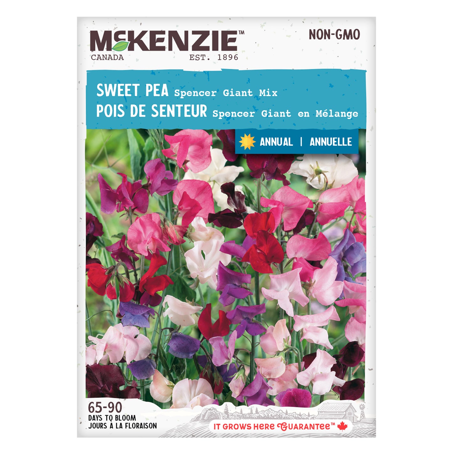 Sweet Pea Seeds, Spencer Giant Mix