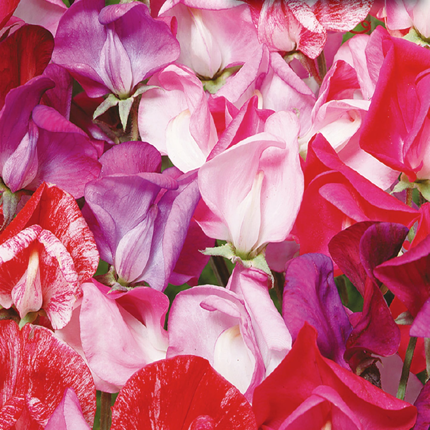 Sweet Pea, Sugar and Spice Seeds
