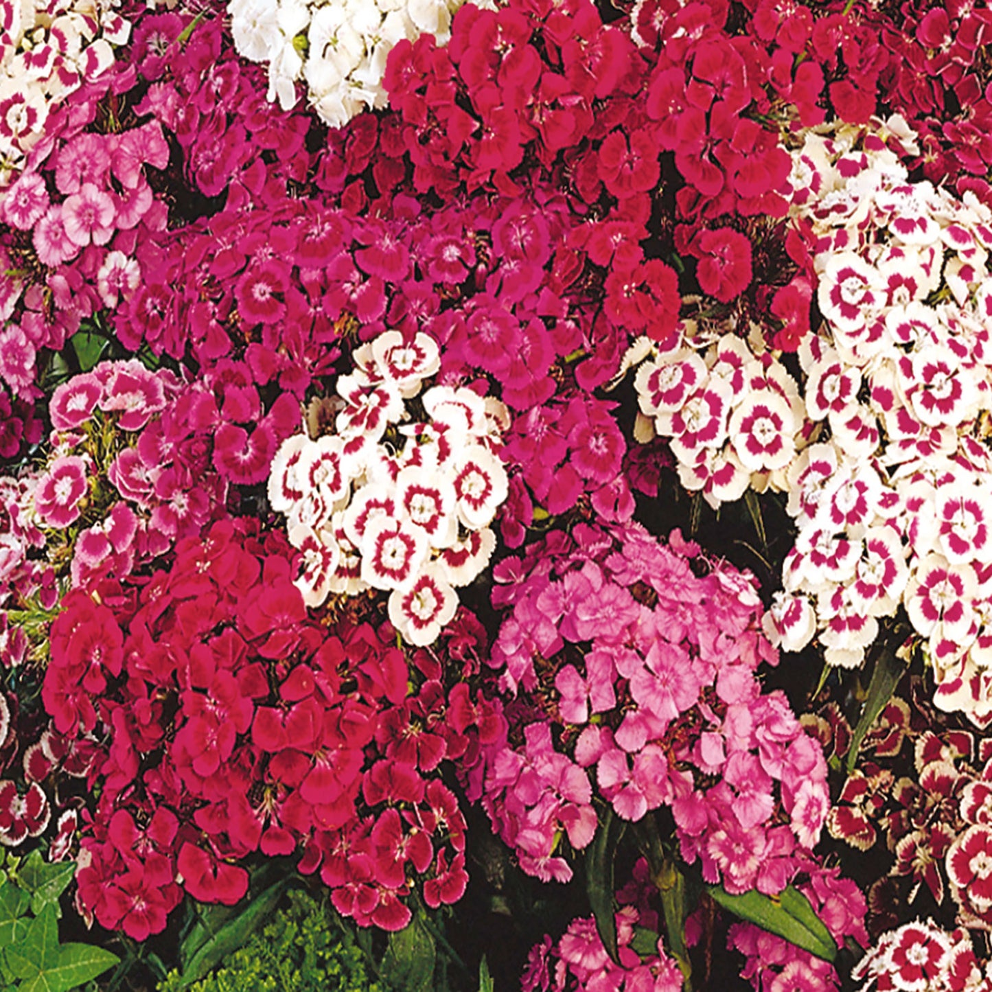 Sweet William, Mixed Colors Seeds