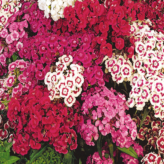 A vibrant mix of Sweet William flowers displaying a range of colors including red, pink, and white.
