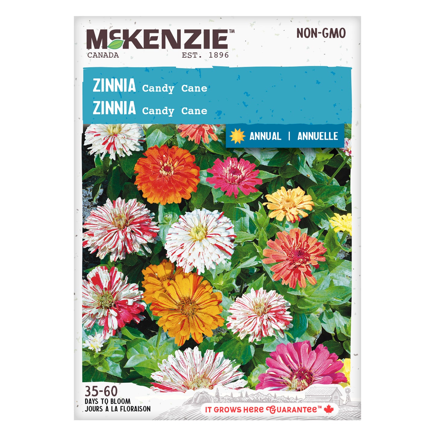 Zinnia Seeds, Candy Cane