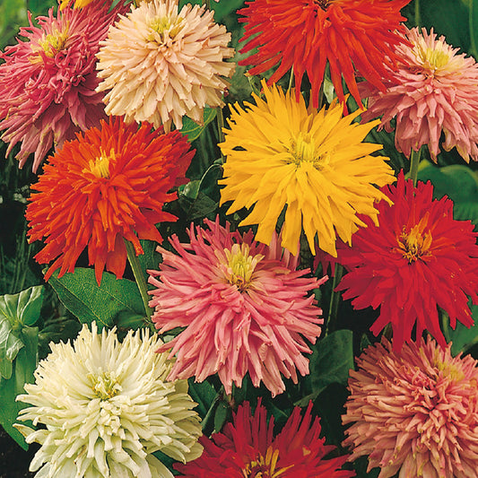 A variety of zinnia flowers with Giant Cactus petals in multiple colors including red, yellow, pink, and white.