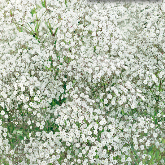 A field of Baby's Breath flowers in full bloom, showcasing their tiny white star-shaped flowers.