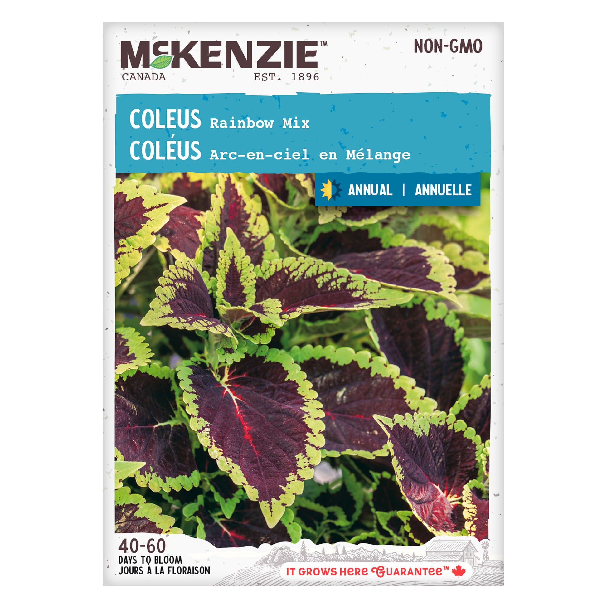 Front of McKenzie Seeds Coleus seed packet featuring colorful coleus foliage 