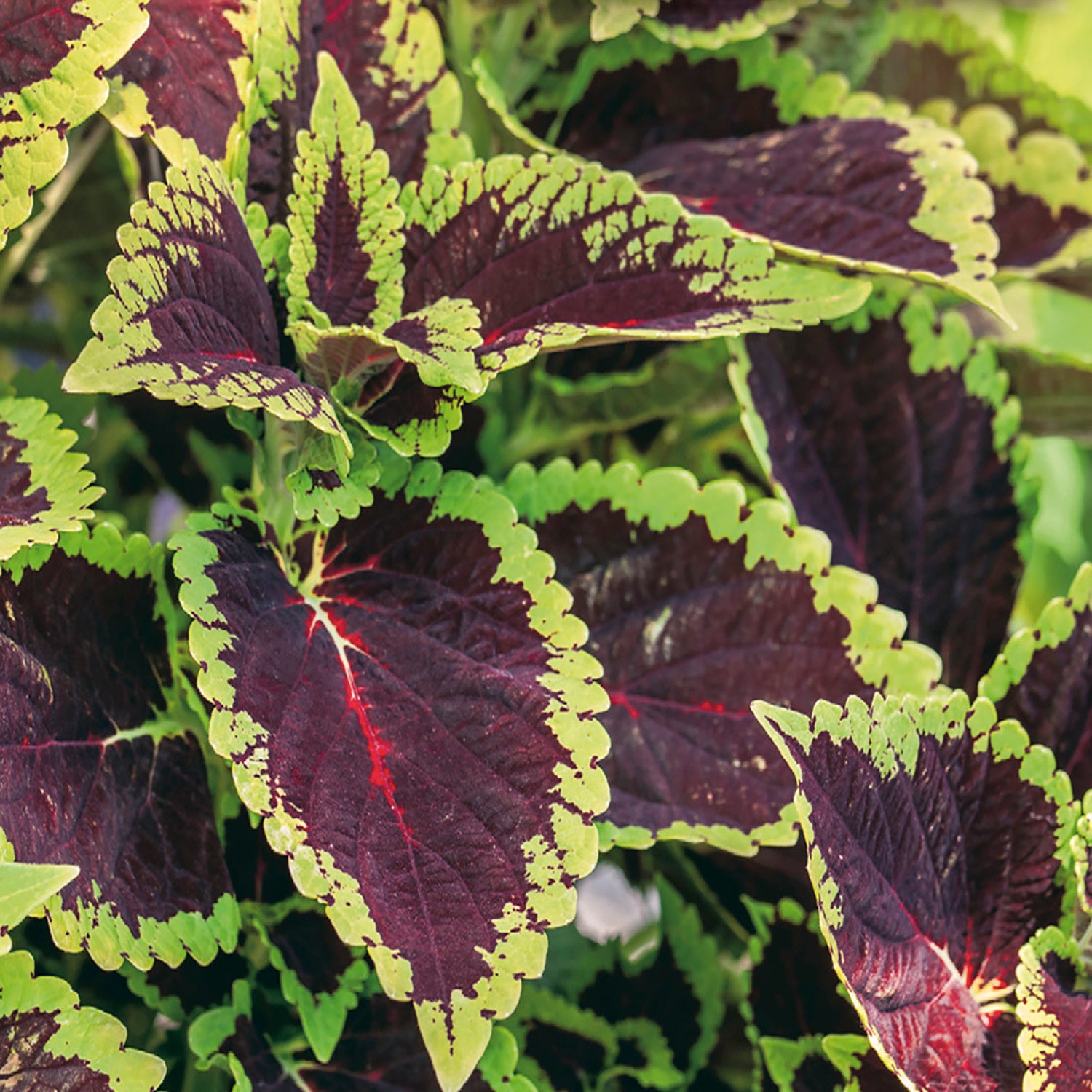 Close-up of coleus leaves showing vibrant colors with a mix of red, green, and yellow patterns.