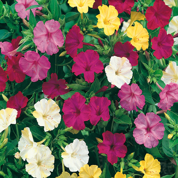 Buy Four O'Clock Mixed Colors Flower Seed Online | McKenzie