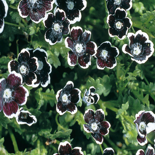 A close-up of Nemophila, Penny Black flowers with deep purple petals and broad white edges, contrasting against a green leafy background.