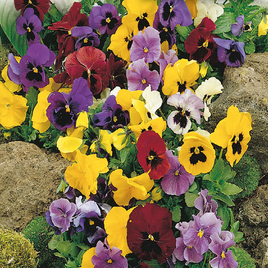 A vibrant mix of Pansy flowers with large blooms in shades of yellow, scarlet, dark blue, red, white, and violet, surrounded by green foliage.