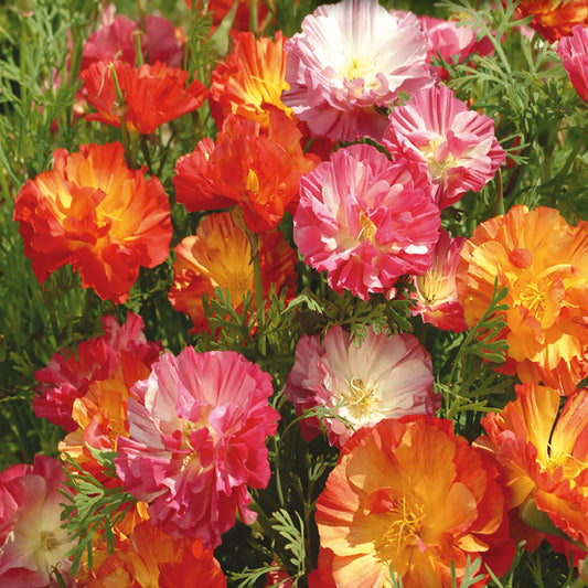 A vibrant cluster of California poppy flowers with multicolored petals ranging from pink, orange, and yellow, showcasing their double blooms and feathery foliage.