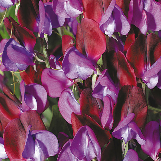 Close-up of Sweet Pea flowers with bi-coloured blooms in deep violet and red.