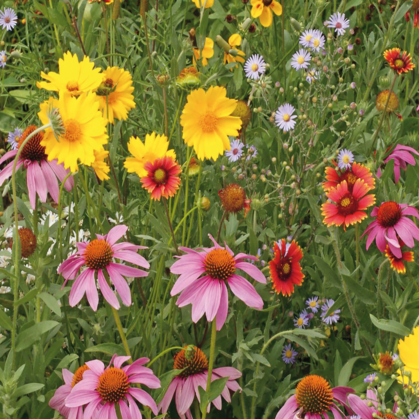 bulk wildflower seeds for bees Buy Honeybee Mix Wildflower Seeds Online