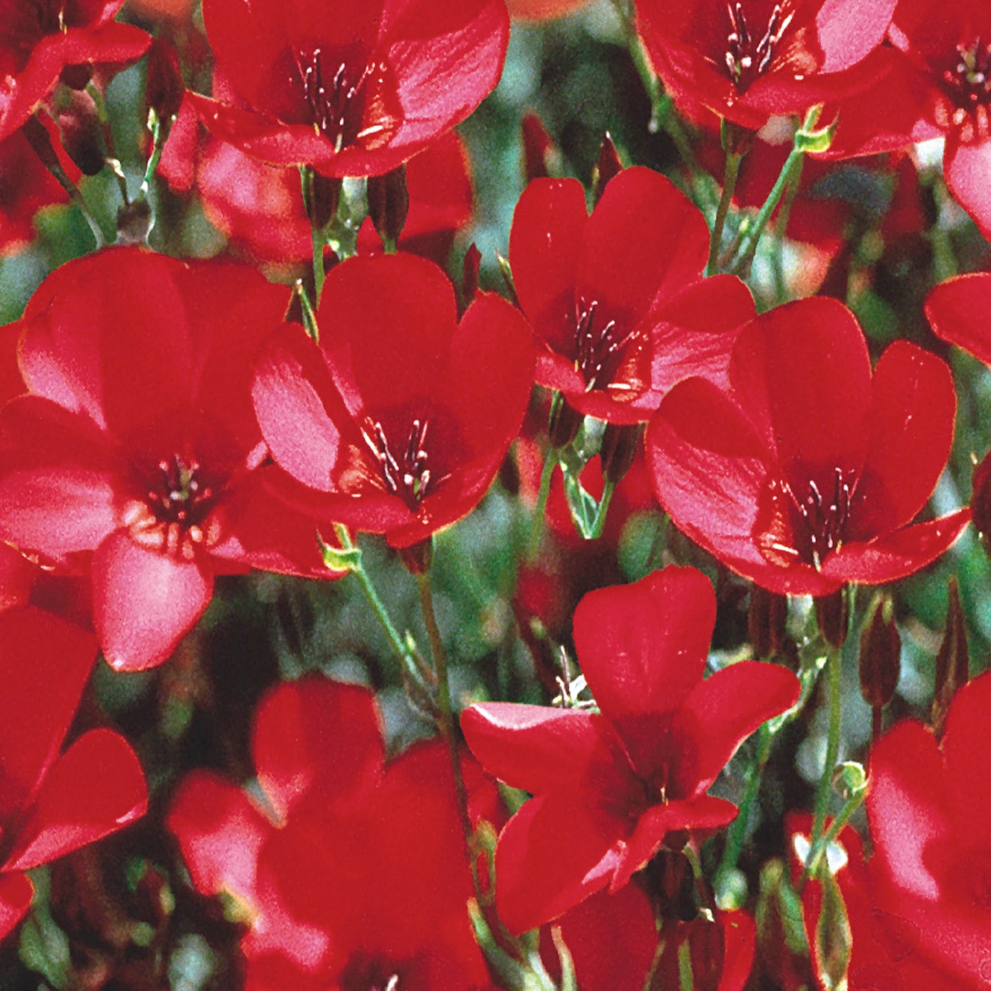 scarlet flax flower seeds Buy Scarlet Flax Wildflower Seeds Online