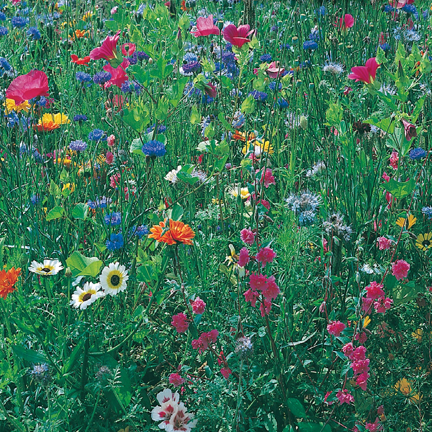 Wildflower Seeds, Shade Mix