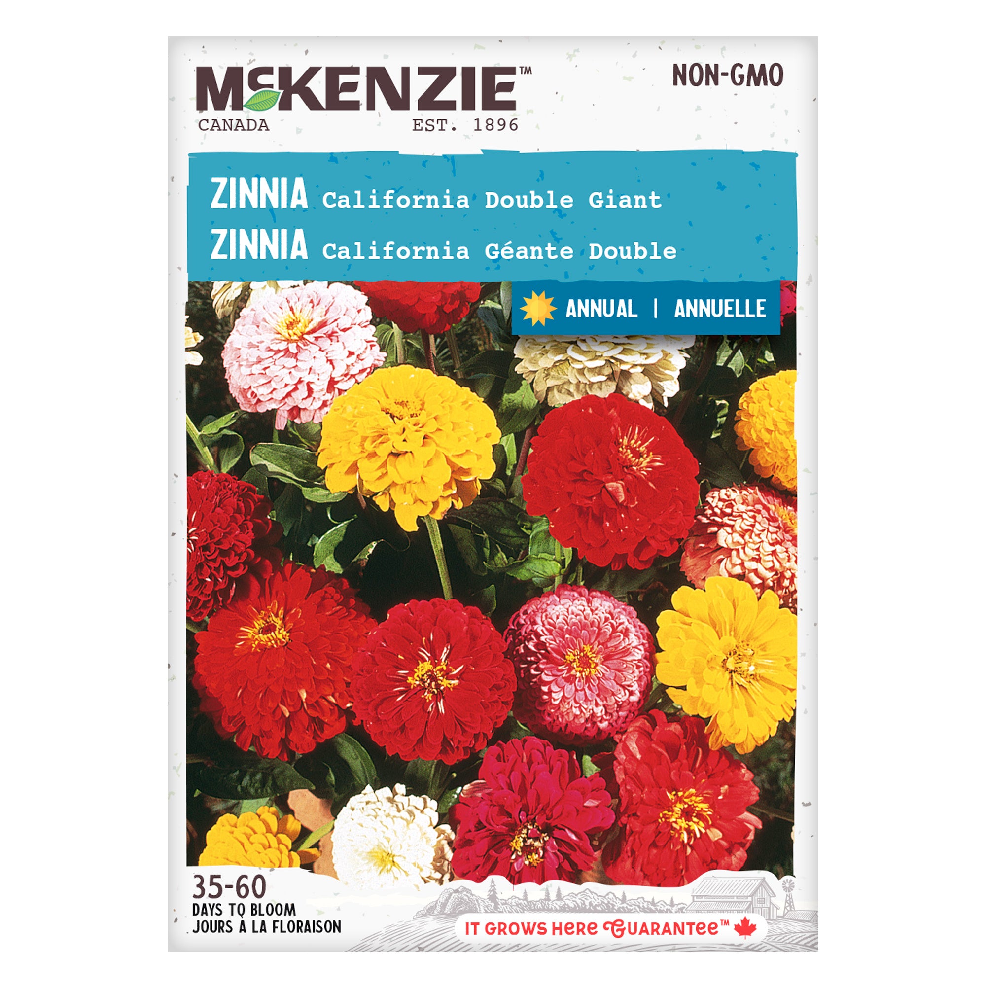 Buy Zinnia California Double Giant Seeds Online McKenzie Seeds
