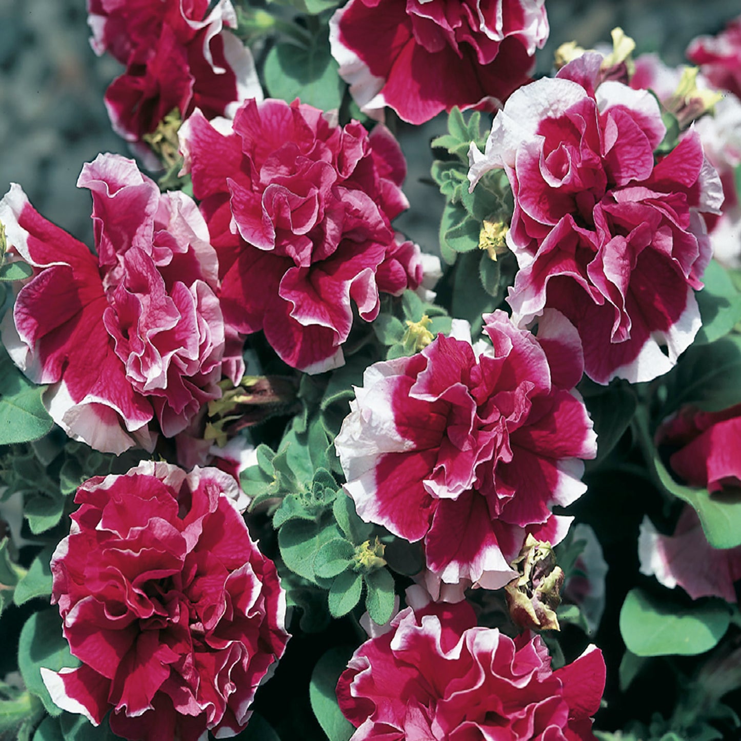 Petunia Seeds, Double Pirouette Rose F1