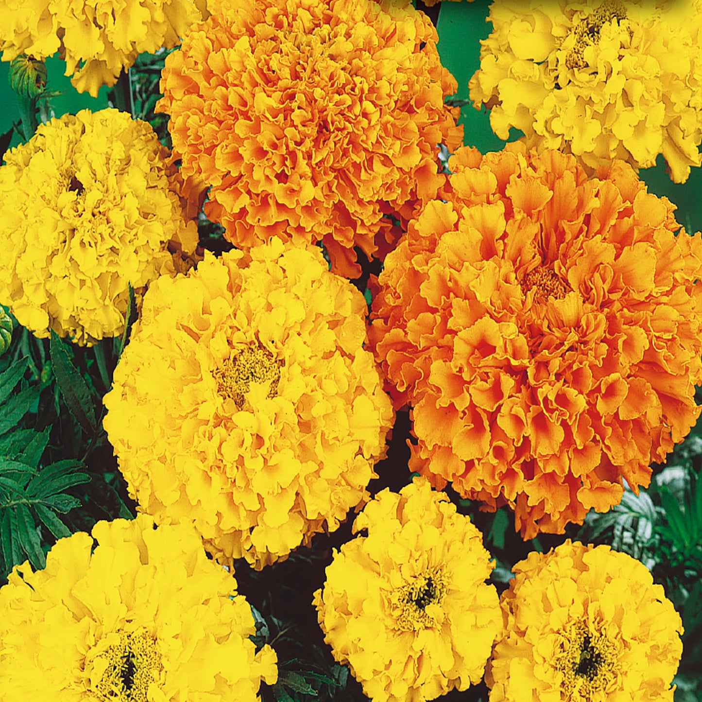 Marigold, Crackerjack Value Size Seeds