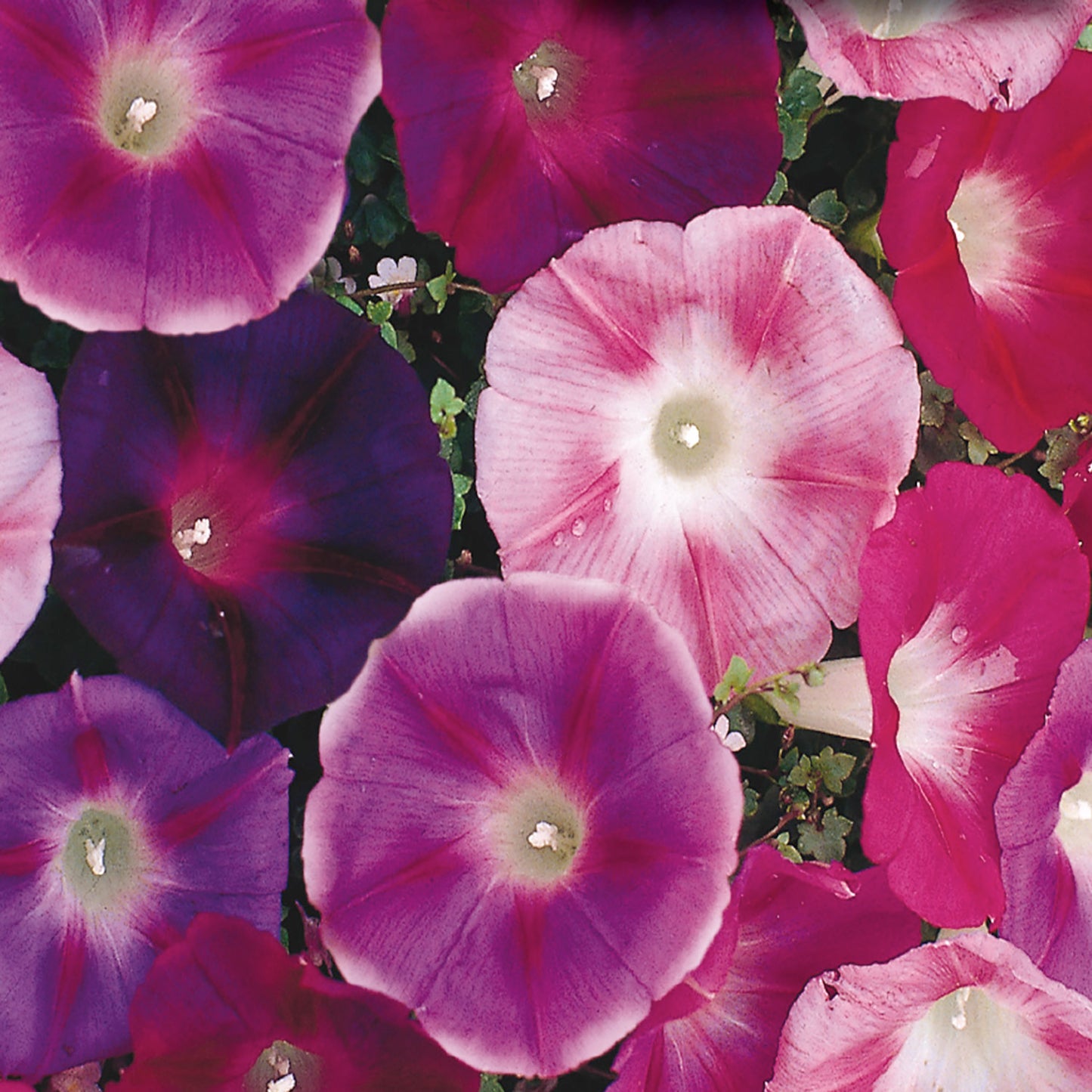 Morning Glory, Mix Value Size Seeds