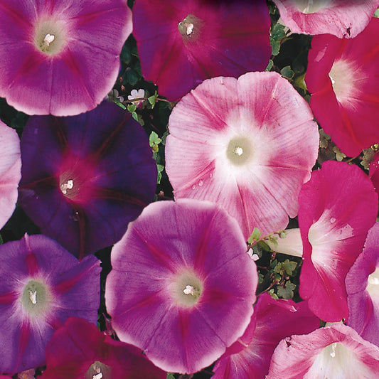 A close-up of Morning Glory flowers with a variety of pink, red, and purple colors.