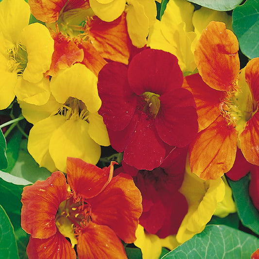 A close-up of Nasturtium flowers displaying a mix of yellow and red colors.