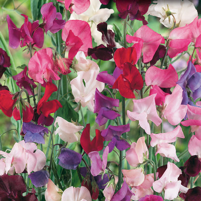Sweet Pea, Spencer Giant Mix Value Size Seeds