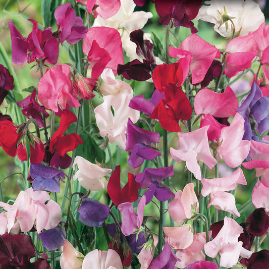 A variety of colorful sweet pea flowers in bloom, showcasing different shades including pink, purple, red, and white.