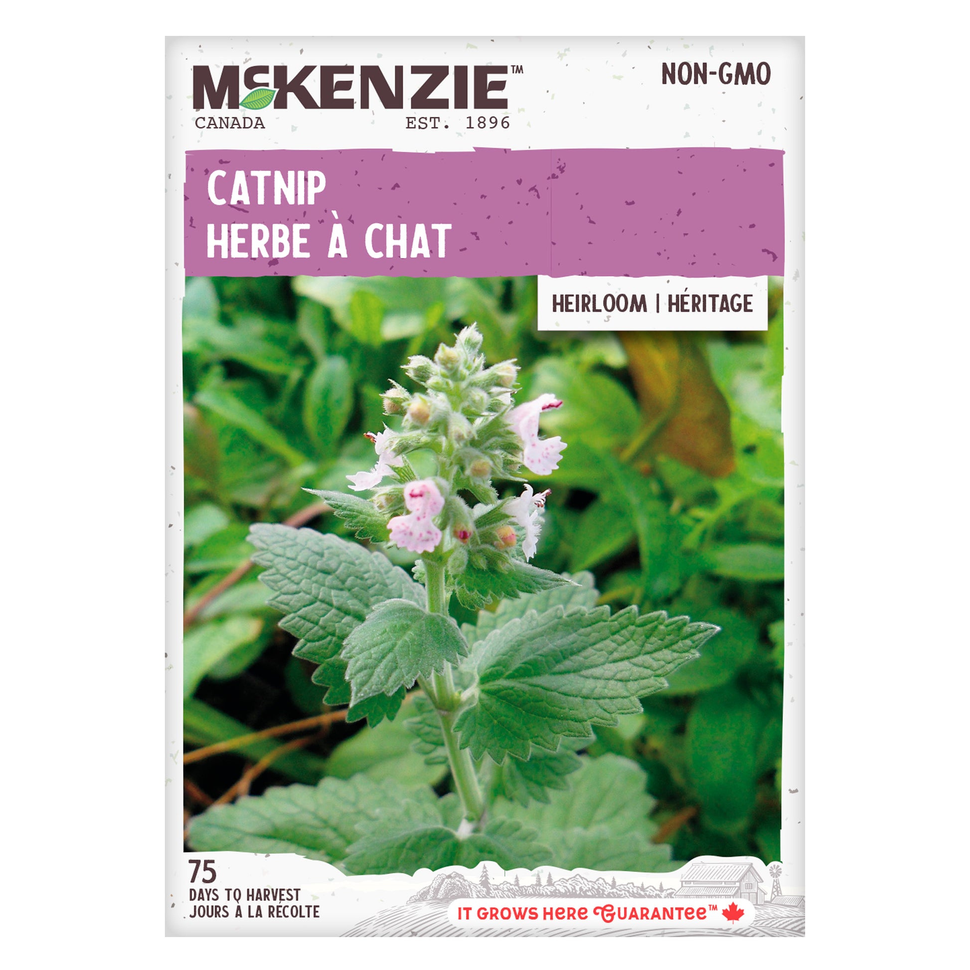 3,800+ Catnip Seeds For Growing Fresh Or Dried Catnip - Herb Gardening Kit