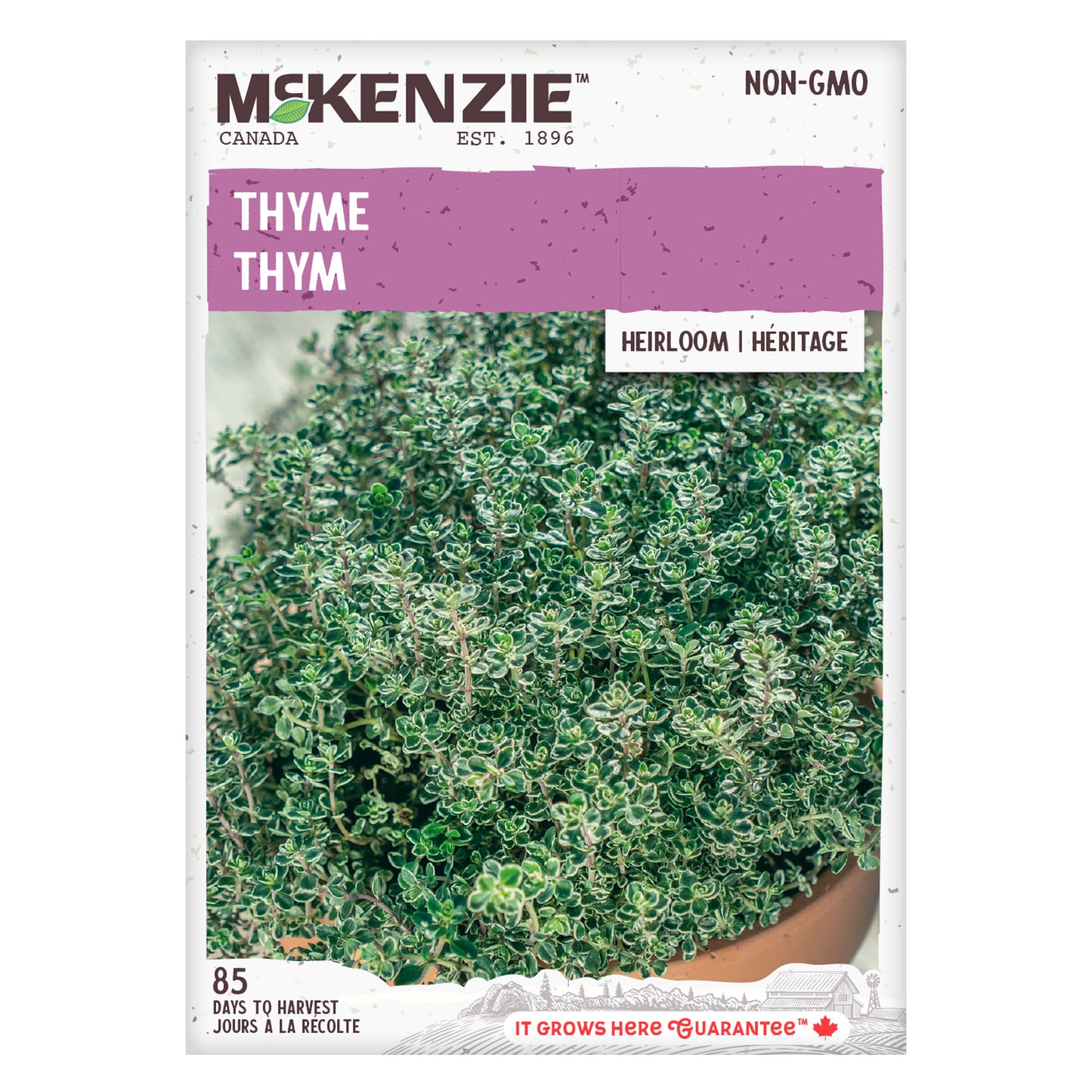 Thyme Seeds