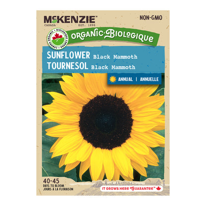 Organic Sunflower Seeds, Black Mammoth