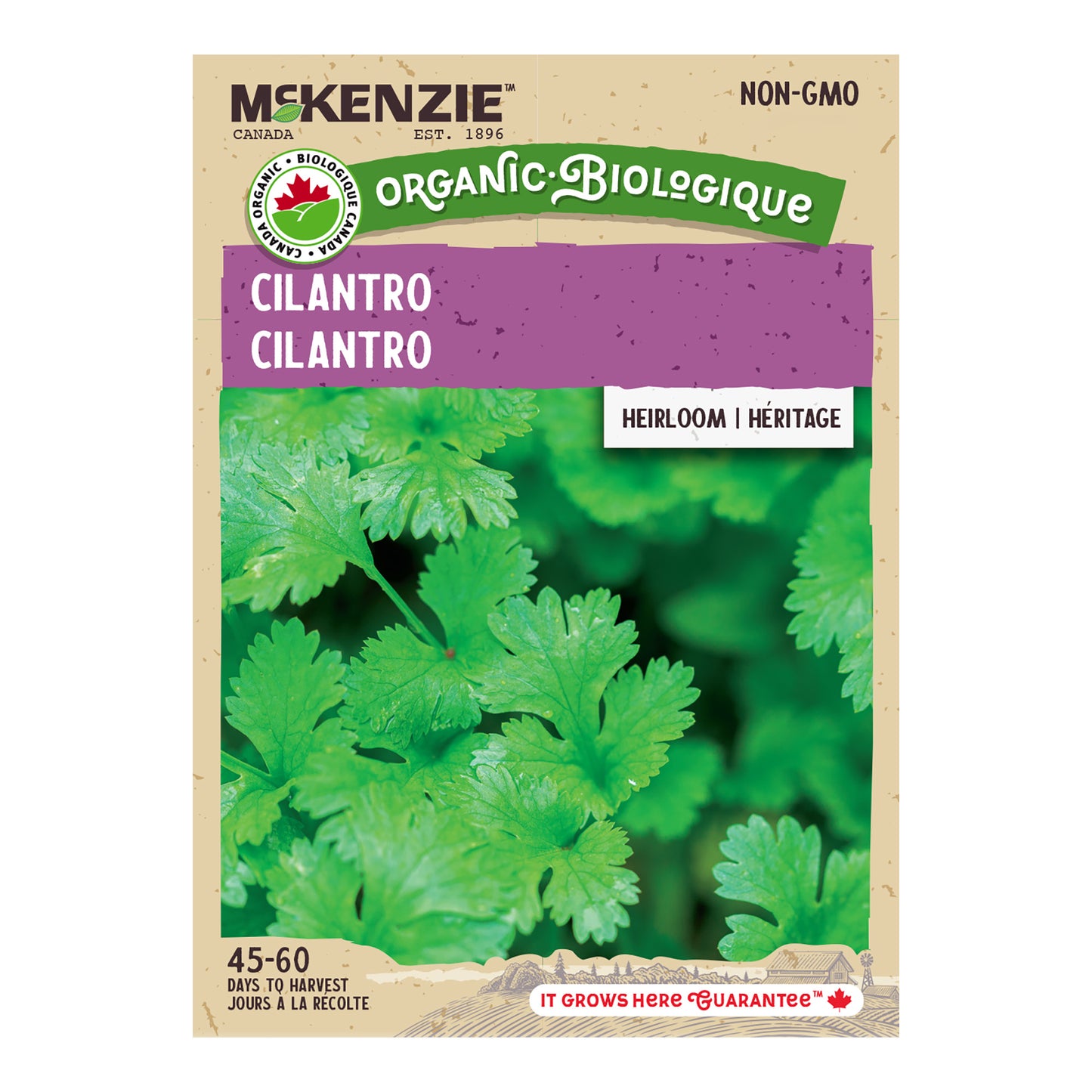 Organic Cilantro Seeds, Coriander