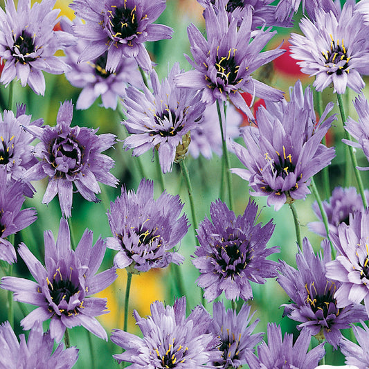 A cluster of Cupid's Dart flowers with lavender-blue petals and dark centers, growing in a garden setting with green leaves.